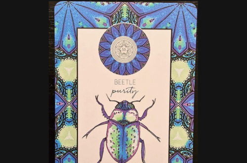 A tarot or Animal Kin Oracle card features a colorful beetle illustration labeled Beetle with the word purity below it. The card has a blue and purple geometric border and a circular mandala design at the top.