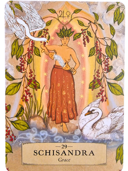 An illustrated card from The Herbal Astrology Oracle shows a person with leafy hair, holding a feather and a vial, surrounded by berry-laden vines. Two swans float at their feet. The card reads 29 Schisandra - Grace.