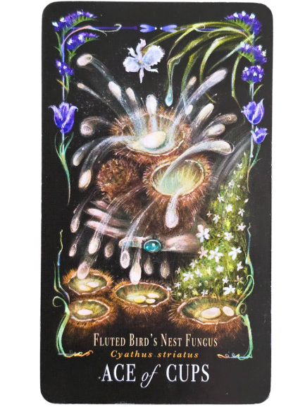 An illustrated tarot card titled Ace of Cups features fluted birds nest fungi with pearl-like droplets, glowing green moss, a butterfly, and blue flowers on a black background, evoking a sense of Midnight Magic. The text below reads: Fluted Birds Nest Fungus.