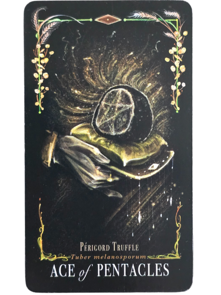A tarot card titled Ace of Pentacles shows a black truffle on a green velvet cushion, glowing with midnight magic. Decorative branches frame the card, and the words “Périgord Truffle Tuber melanosporum” appear above the title.