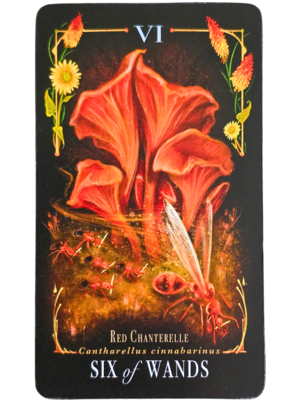 A tarot card labeled Six of Wands features red chanterelle mushrooms, an ant with wings, and yellow-orange flowers. Midnight Magic accents the botanical and natural elements on a striking black background.