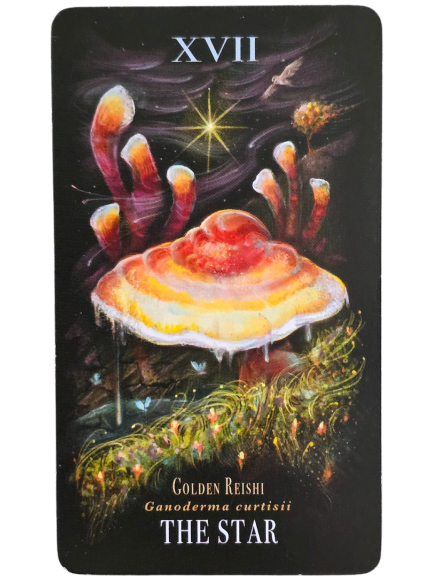 A tarot card labeled XVII The Star features a glowing golden reishi mushroom beneath a radiant star in the night sky, surrounded by smaller fungi and illuminated plants, radiating Midnight Magic. The card also lists Ganoderma curtisii.